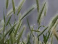 /album/nature-2011/p7104452-jpg/