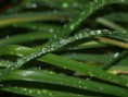 /album/nature-2011/pa299813-jpg/